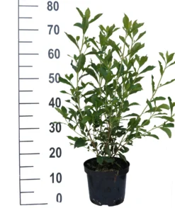 Zimterle - Clethra Clethra Alnifolia -Obstbaumladen Clethra Ruby Spice