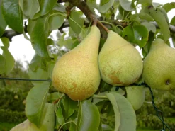 Condo Pyrus Communis `Condo´ -Obstbaumladen Condo 3