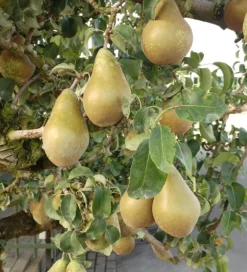 Conference Pyrus Communis `Conference -Obstbaumladen Conference Birne