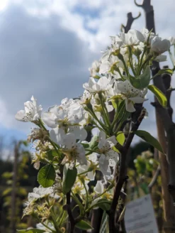 Conference Pyrus Communis `Conference -Obstbaumladen Conference Bl te scaled