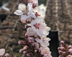 Zwergpfirsich `Crimson Bonfire´ Prunus Persica `Crimson Bonfire´ -Obstbaumladen Crimson Bonfire