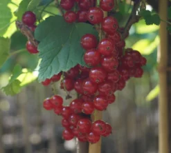 Rolan Ribes Rubrum `Rolan´ -Obstbaumladen DSC01666