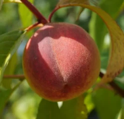 Pfirsich Red Haven Prunus Persica `Red Haven´ -Obstbaumladen DSC01689