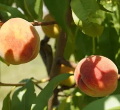 Pfirsich Red Haven Prunus Persica `Red Haven´ -Obstbaumladen DSC01694