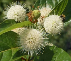 Knopfbusch Cephalanthus Occidentalis -Obstbaumladen DSC01733