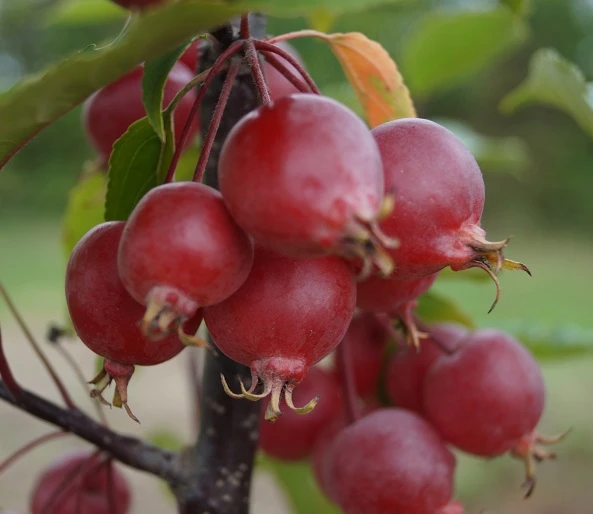 Säulenzierapfel "Red Obelisk" Malus `Red Obelisk´ 5 Säulenzierapfel "Red Obelisk" Malus `Red Obelisk´ – Bild 5