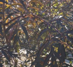 Holunder Black Lace ® Sambucus Nigra `Black Lace´ -Obstbaumladen DSC01980