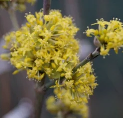 Großfrüchtige Kornelkirsche `Schönbrunner Gourmet Dirndl´ Cornus Mas `Schönbrunner Gourmetdirndl´ -Obstbaumladen DSC02022