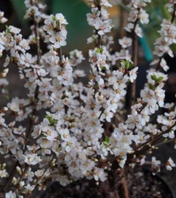Nankingkirsche `Orient´ Prunus Tomentosa Orient -Obstbaumladen DSC02034