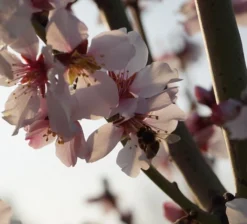 Dürkheimer Krachmandel Prunus Dulcis `Dürkheimer Krachmandel´ -Obstbaumladen DSC02038
