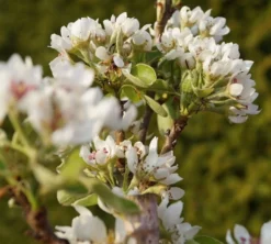 Säulenbirne `Condo´ Pyrus Communis `Condo´ -Obstbaumladen DSC02068