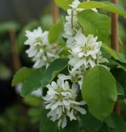 Saskatoon Berry Amelanchier Alnifolia `Saskatoon Berry´ -Obstbaumladen DSC02071