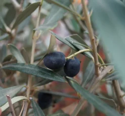 Olivenbaum - Stämmchen Olea Europaea