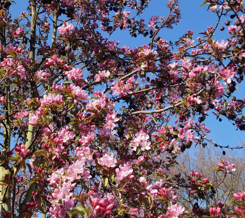 Säulenzierapfel "Red Obelisk" Malus `Red Obelisk´ 2 Säulenzierapfel "Red Obelisk" Malus `Red Obelisk´ – Bild 2