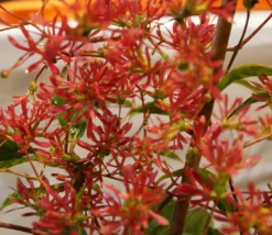 Sieben-Söhne-des-Himmels-Strauch Heptacodium Miconioides -Obstbaumladen DSC02842