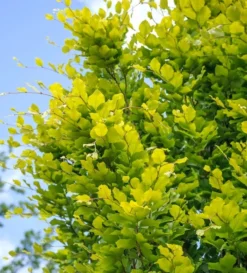 Säulen-Goldbuche `Dawyck Gold´ Fagus Sylvatica `Dawyck Gold´