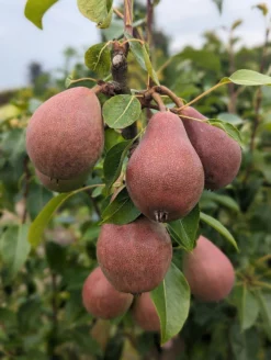 Säulenbirne `Decora´ Pyrus Communis `Decora´ -Obstbaumladen Decora 5