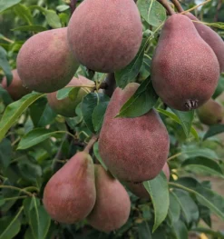 Säulenbirne `Decora´ Pyrus Communis `Decora´