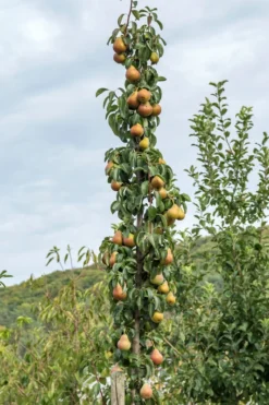 Säulenbirne `Decora´ (zweijährig) Pyrus Communis `Decora´ -Obstbaumladen Decora S ulenbaum