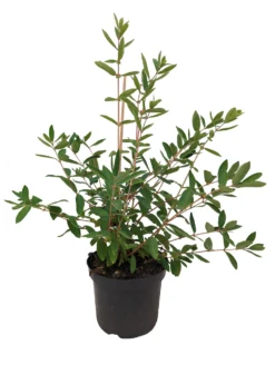 Sibirische Blaubeere `Eisbär´ Lonicera Kamtschatica `Eisbär´ 5 Sibirische Blaubeere `Eisbär´ Lonicera Kamtschatica `Eisbär´ -Obstbaumladen Eisb r weiss scaled