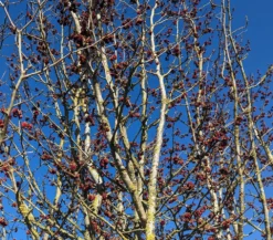 Eisenholzbaum Parrotia Persica -Obstbaumladen Eisenholzbaum Bl te 2