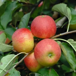 Elstar ® Malus Domestica -Obstbaumladen Elstar