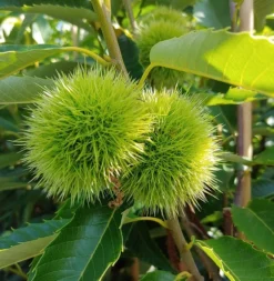 Obstbaumladen 18 Obstbaumladen -Obstbaumladen Esskastanie 2