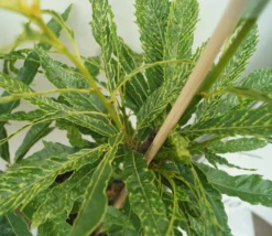 Esskastanie `Asplenifolia´ Castanea Sativa `Asplenifolia´ -Obstbaumladen Esskastanie Asplenifolia1