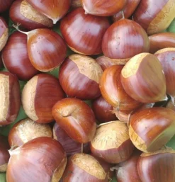 Duo-Esskastanie, Belle Epine & Bouche De Betizac Castanea Sativa -Obstbaumladen Esskastanie Belle EpineGmNJQelgJyOMr