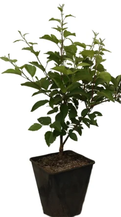 Zierapfel `Evereste´ Malus -Obstbaumladen Evereste