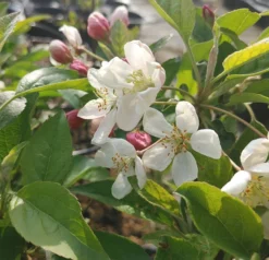 Zierapfel `Evereste´ Malus -Obstbaumladen Evereste1
