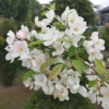 Zierapfel `Evereste´ Malus