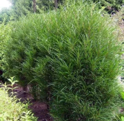 Farnblättriger Säulen-Faulbaum `Fine Line´ Rhamnus Frangula `Fine Line´ 10 Farnblättriger Säulen-Faulbaum `Fine Line´ Rhamnus Frangula `Fine Line´ -Obstbaumladen Fine LIne Kordes Jungpflanzen