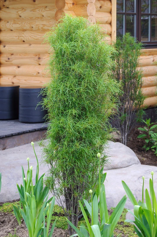 Farnblättriger Säulen-Faulbaum `Fine Line´ Rhamnus Frangula `Fine Line´ 1 Farnblättriger Säulen-Faulbaum `Fine Line´ Rhamnus Frangula `Fine Line´