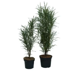 Farnblättriger Säulen-Faulbaum `Fine Line´ Rhamnus Frangula `Fine Line´ 8 Farnblättriger Säulen-Faulbaum `Fine Line´ Rhamnus Frangula `Fine Line´ -Obstbaumladen Fine Line Faulbaum 2