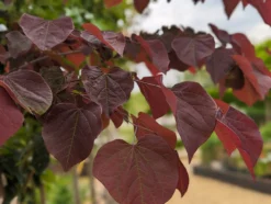 Judasbaum `Forest Pansy´ Cercis Canadensis -Obstbaumladen Forest Pansy1