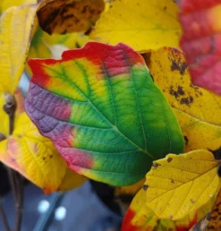 Großer Federbuschstrauch Fothergilla Major -Obstbaumladen Fothergilla Herbstf rbung1
