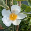 Franklinia Alatamaha "Franklinie / Franklinbaum" Franklinia Alatamaha