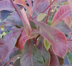 Franklinia Alatamaha "Franklinie / Franklinbaum" Franklinia Alatamaha -Obstbaumladen Frankliniha