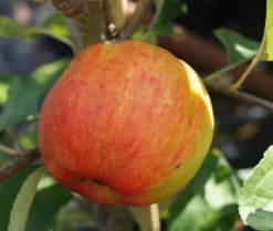 Geheimrat Oldenburg Malus Domestica