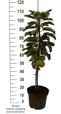 Säulenapfel `Goldcats´ Malus Domestica `Goldcats´ -Obstbaumladen Goldcats zweij hrig weiss