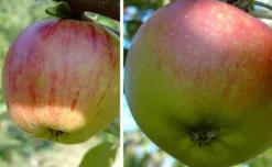 Duo-Apfelbaum `Gravensteiner´ & `Kaiser Wilhelm´ Malus Domestica