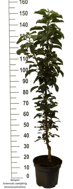 Säulenapfel `GreenCats´ Malus Domestica `Greencats´ -Obstbaumladen Greencats weiss scaled