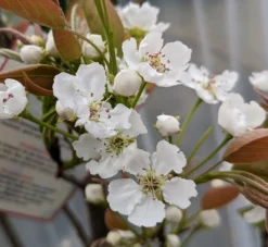 Nashi Hakko Pyrus Pyrifolia `Hakko´ -Obstbaumladen Hakko Bl te