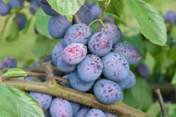 Hanita ® Prunus Domestica `Hanita 12 Hanita ® Prunus Domestica `Hanita -Obstbaumladen Hanita3