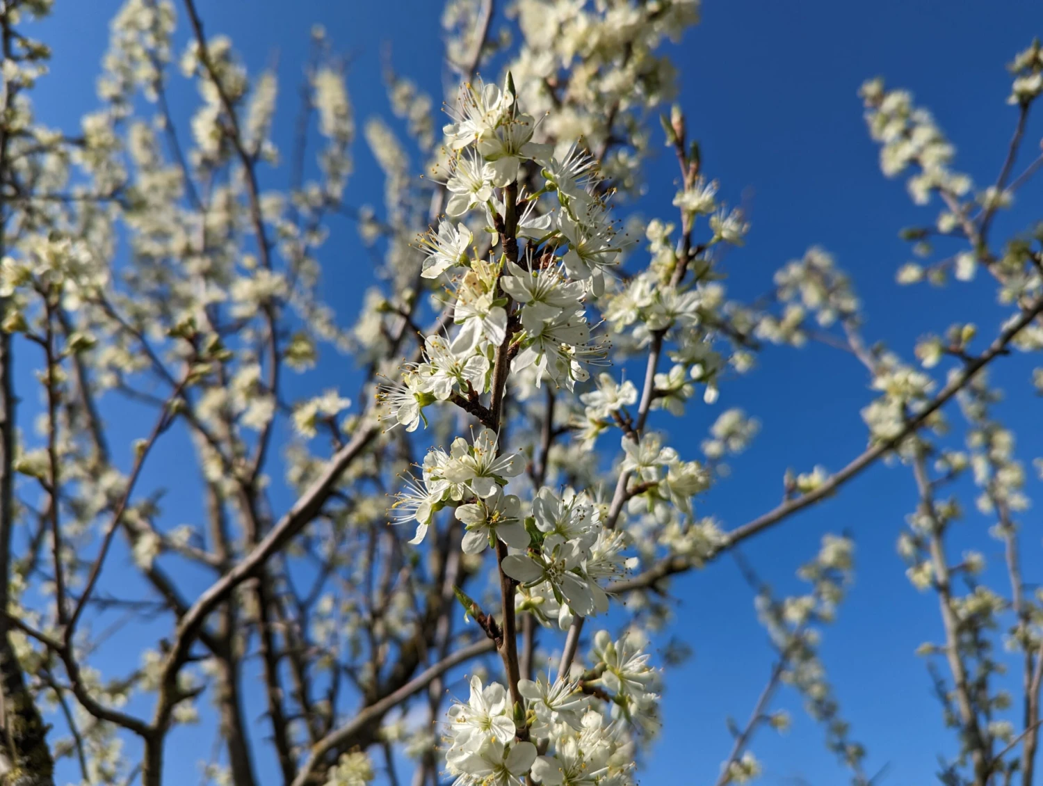 Hauszwetsche Prunus Domestica `Hauszwetsche´ 2 Hauszwetsche Prunus Domestica `Hauszwetsche´ – Bild 2