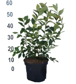 Heidelbeere - Reka Vaccinum Corymbosum `Reka´ -Obstbaumladen Heidelbeere reka 2