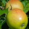 Holsteiner Cox Malus Domestica