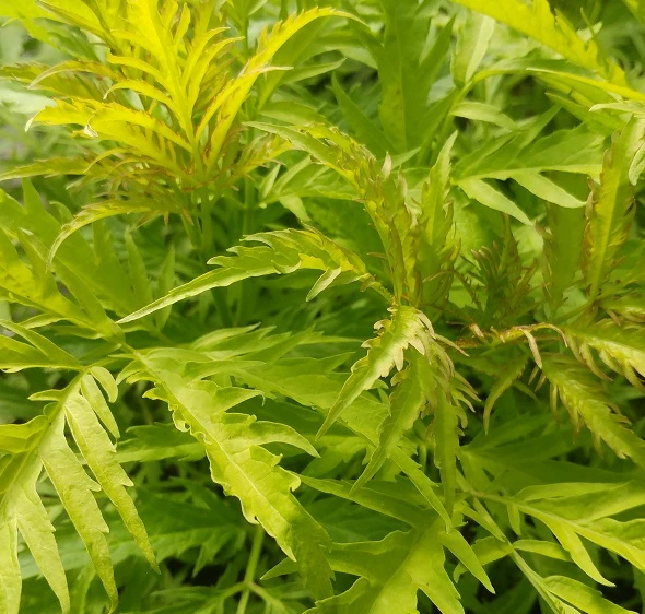 Trauben-Holunder `Golden Lace´ Sambucus Racemosa `Golden Lace´ 1 Trauben-Holunder `Golden Lace´ Sambucus Racemosa `Golden Lace´