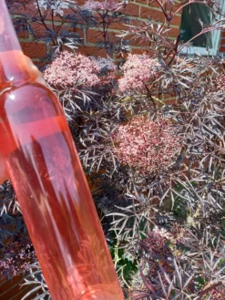 Holunder Black Lace ® Sambucus Nigra `Black Lace´ -Obstbaumladen Holunderbl ten Likor rosa